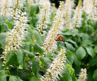 summersweet shrub showing butterfly on white flowers