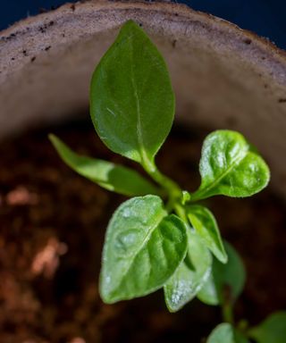 bell pepper seedling growing in pot