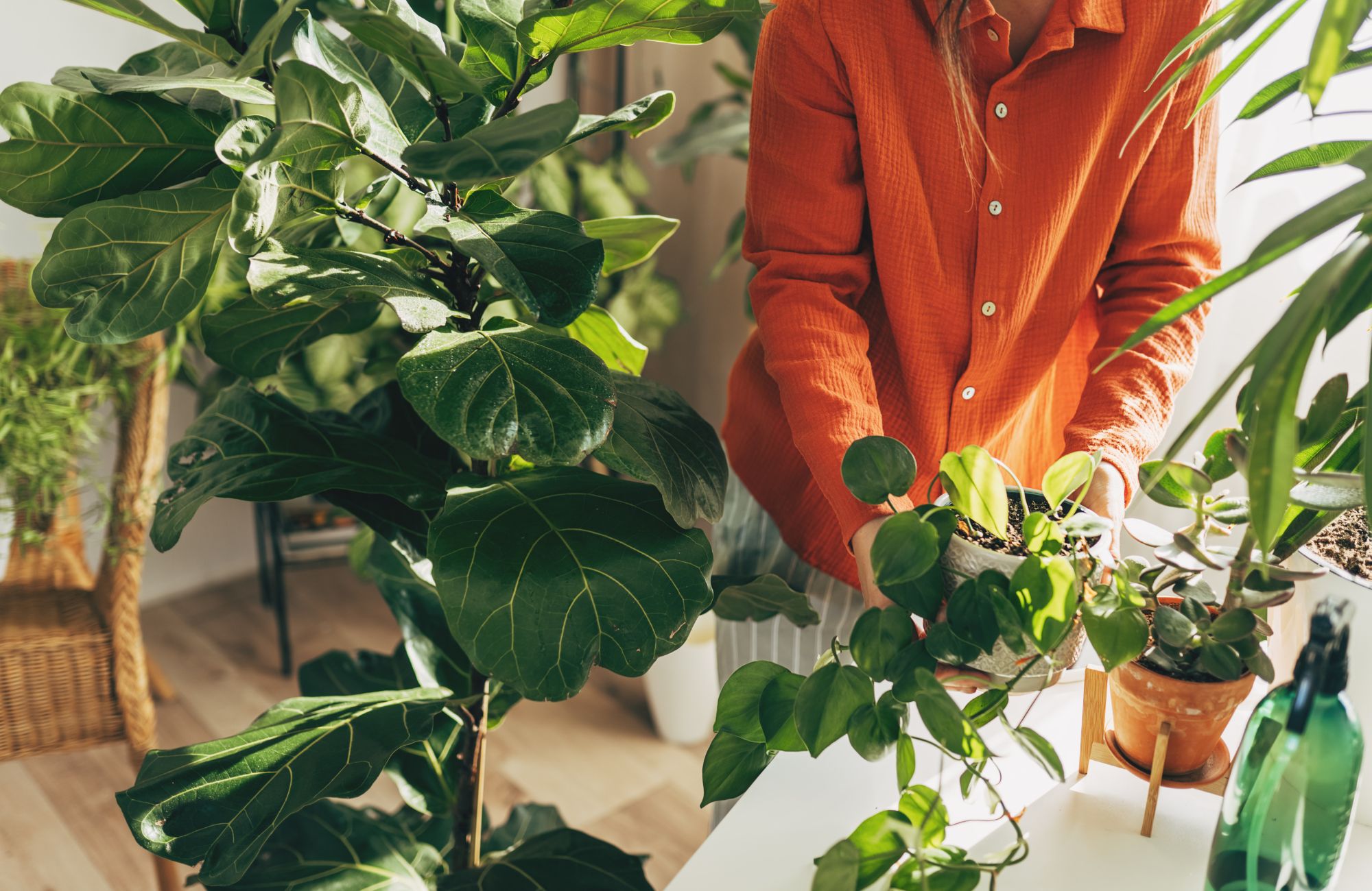 Woman sprays plants in flower pots with clean water from bottle. Closeup hand with sprayer. Caring for houseplants home, growing vegetable garden on windowsill. Plant lovers, home gardening