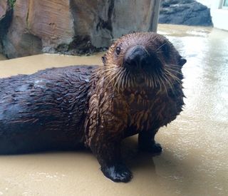 Mishka the sea otter