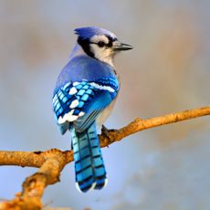 Blue jay on branch