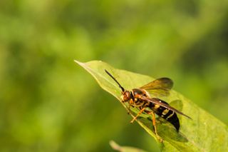 A close up of a female Eastern Cicada Killer