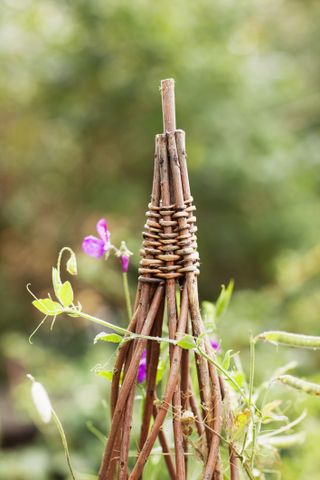 Purple sweet peas growing vertically up trellis