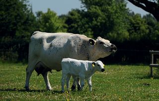 british rare breeds