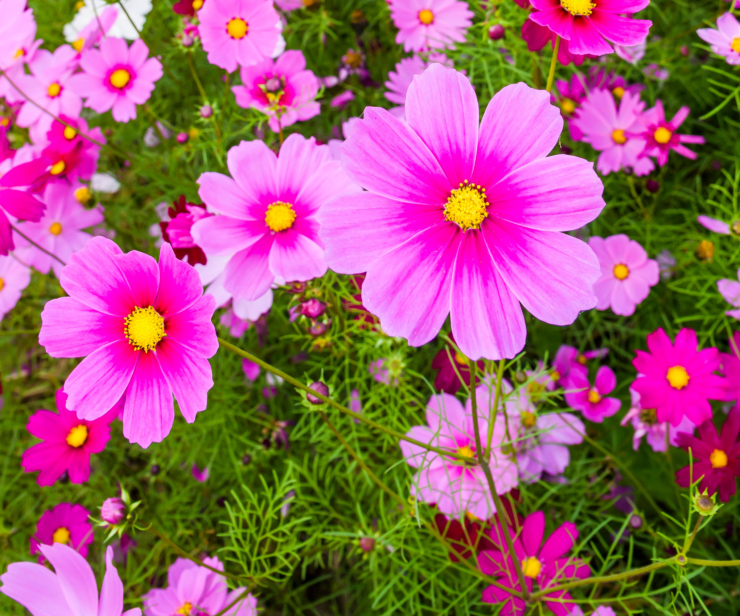 bright pink cosmos flowers with deep green fringing on foliage