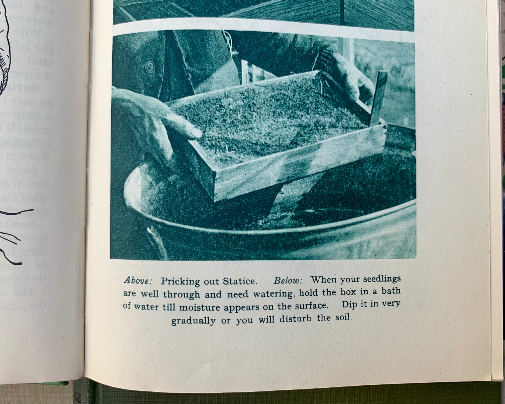 old book showing a gardening tip about seedlings