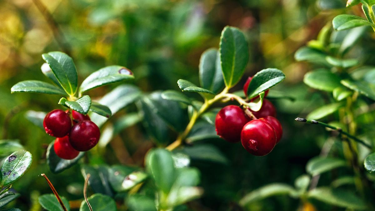 how-to-grow-cranberries-get-the-conditions-just-right-for-a-bumper-crop-of-these-festive-favorites