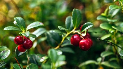 Red cranberries growing on a bush