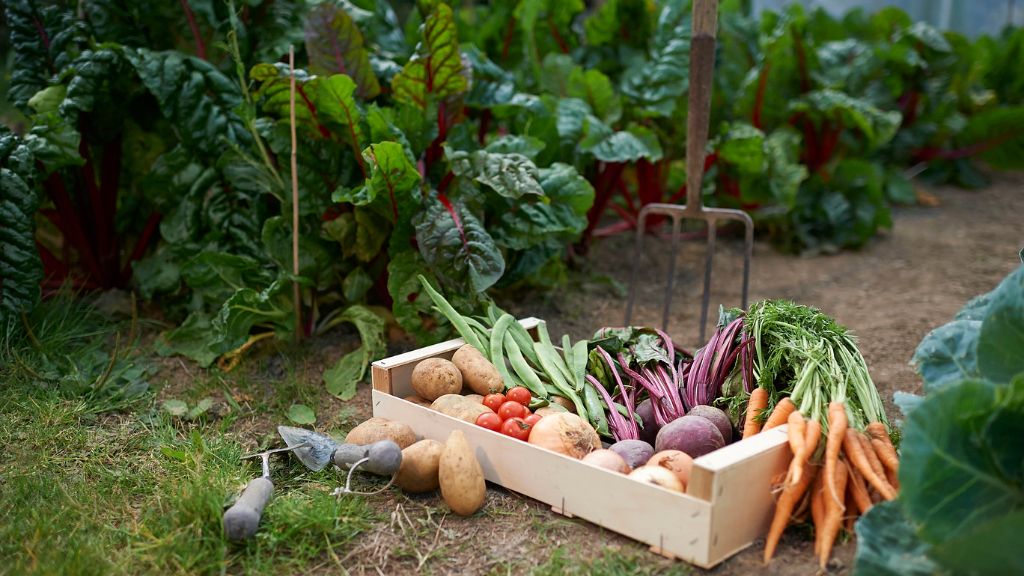 freshly harvested veggies from allotted garden plot 