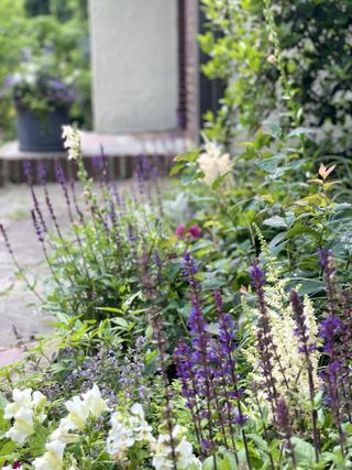 tall purple salvia plants in an informal bed next to a patio