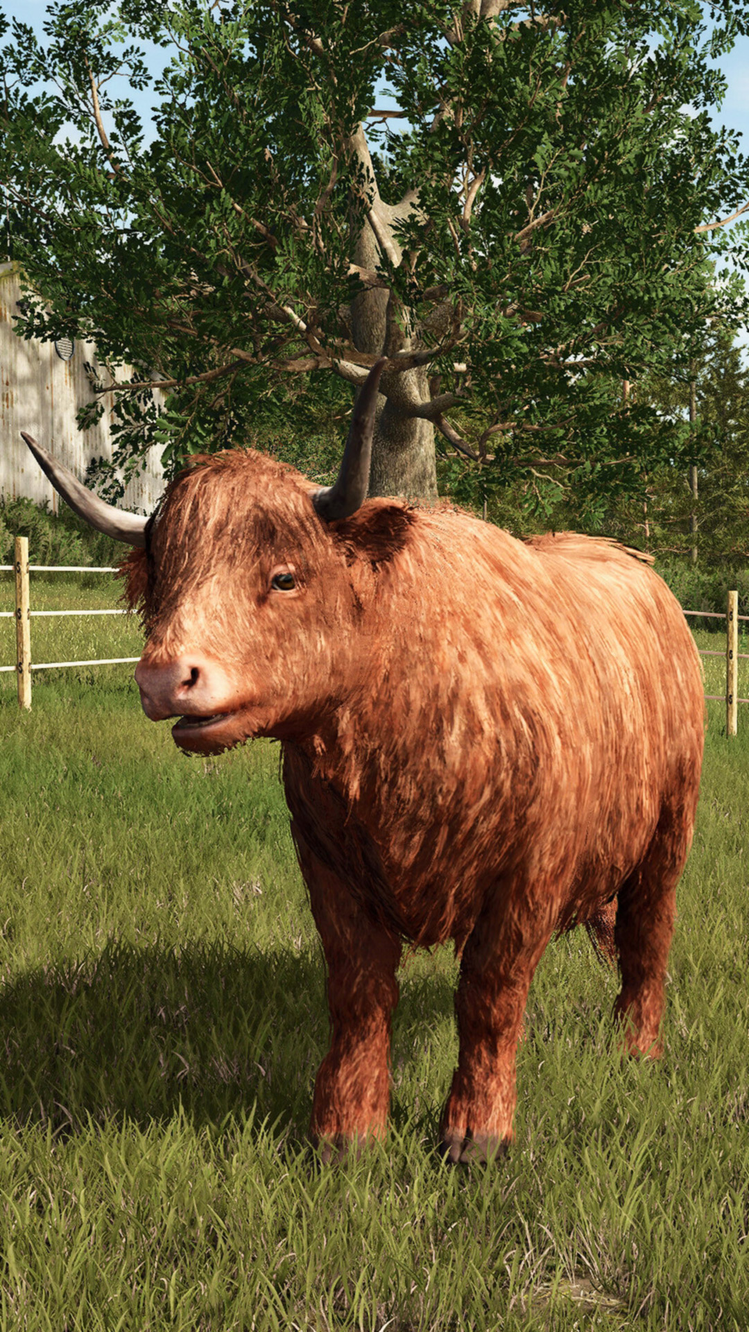 A Highlands cow in Farming Simulator 25