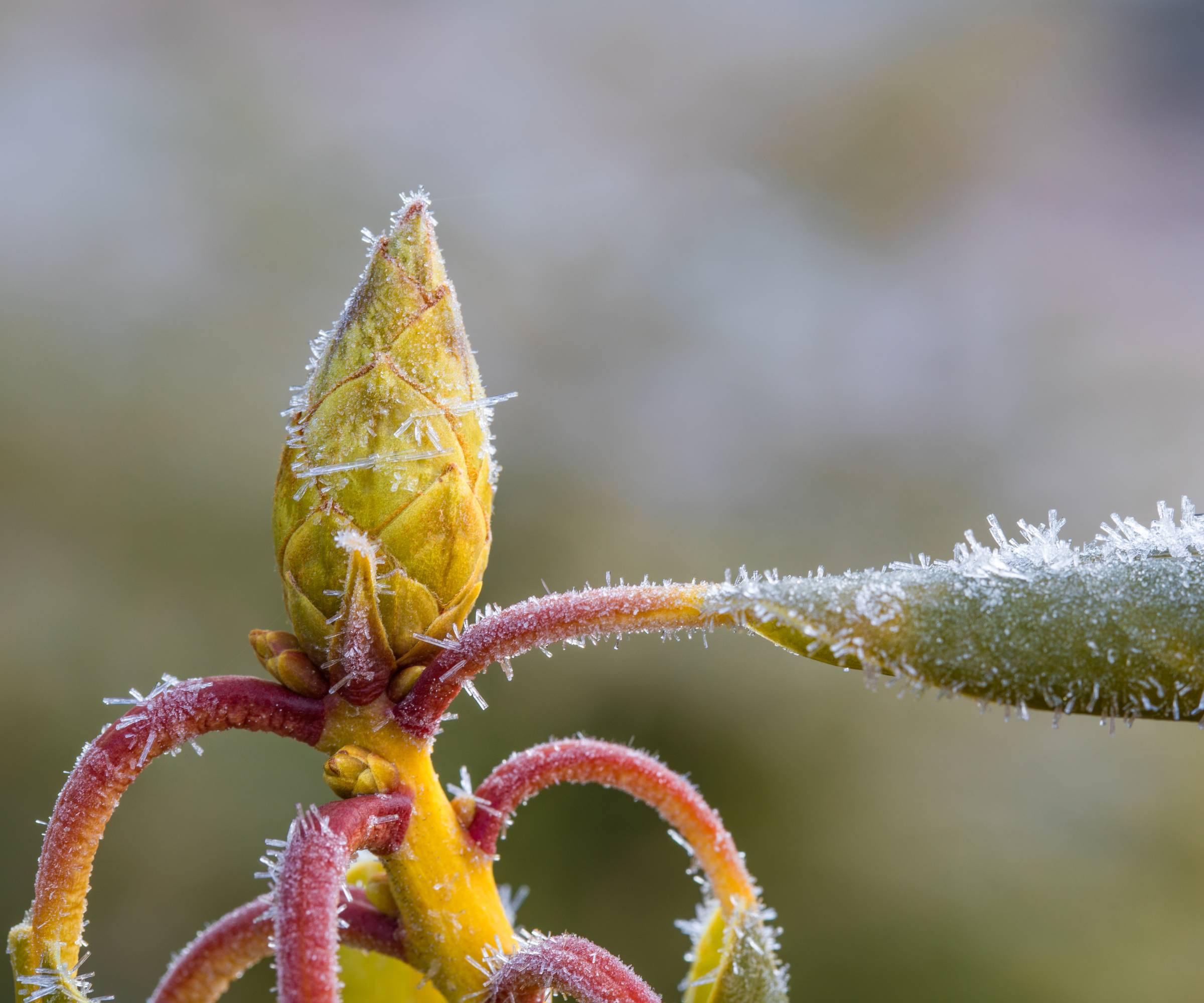 Close up of rhododendron bud covered in frost