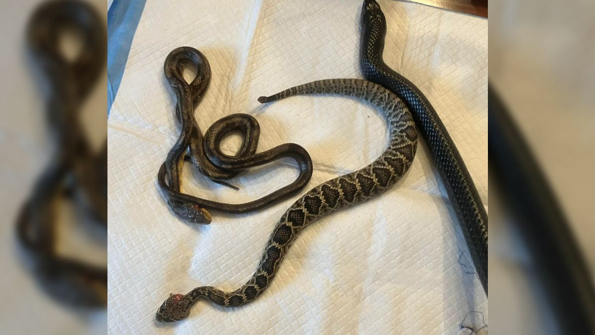 1.20 meter long snake vomits two smaller snakes – one of them was still alive