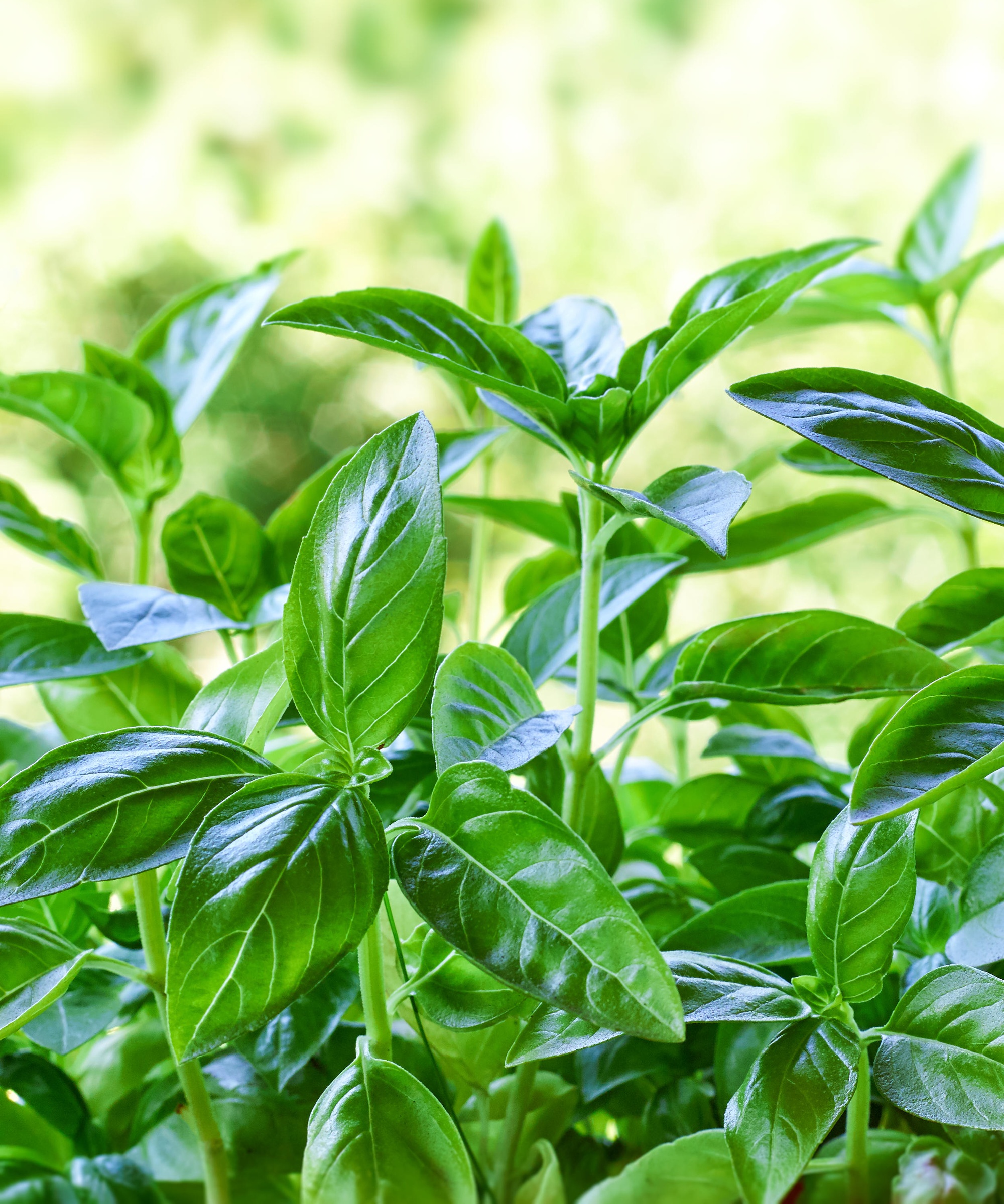 Why is my basil wilting? Common reasons why and easy fixes