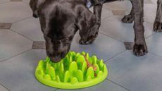 Labrador eating out of slow feeder bowl