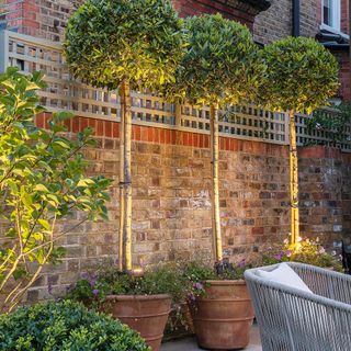 Potted standard bay trees (Laurus nobilis) in back-garden against brick wall