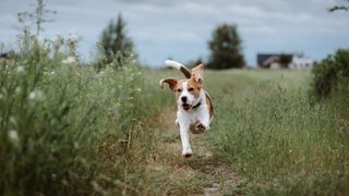 Happy playful beagle dog running with flying ears against nature background