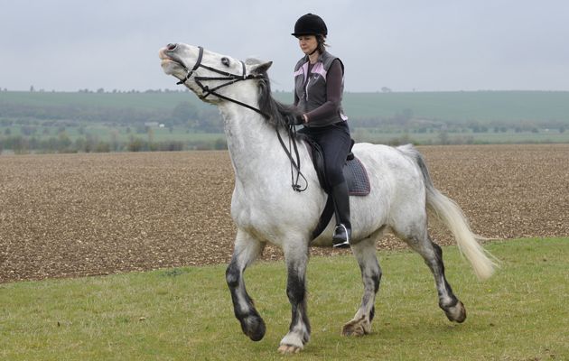 Headshaking in horses