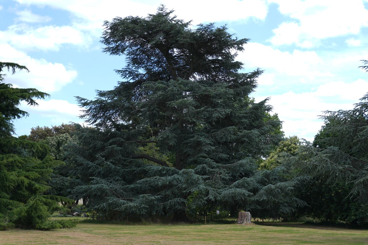 Sony ZV-E10 II sample images of tree in a park