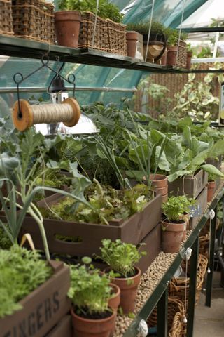 Kitchen garden ideas - lettuce