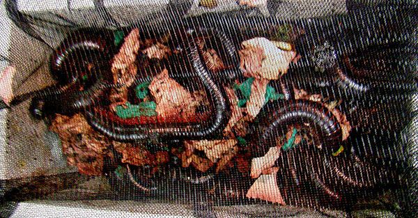 San Francisco airport discovers foot-long millipedes in box marked &amp;#039;toy car model&amp;#039;