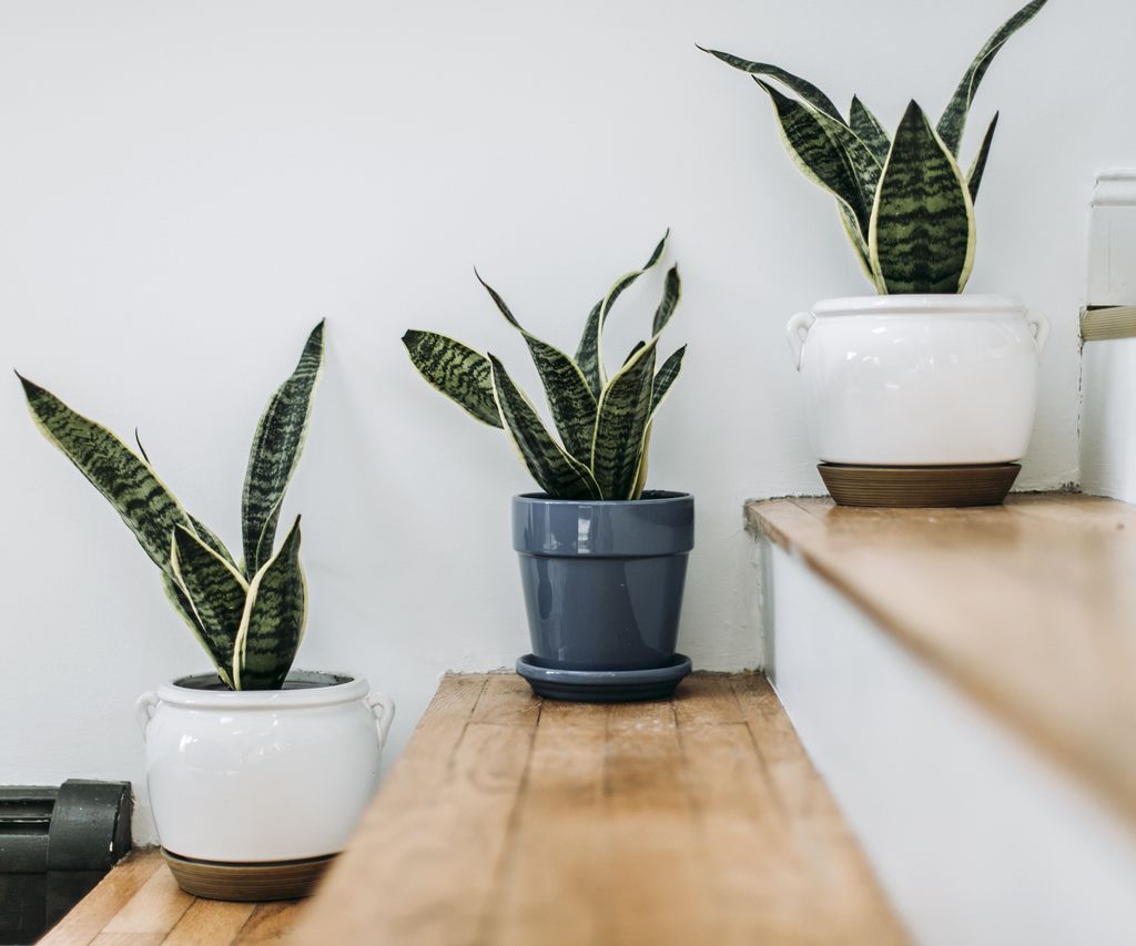 best air-cooling houseplants: 5 that keep your home cool | Homes & Gardens