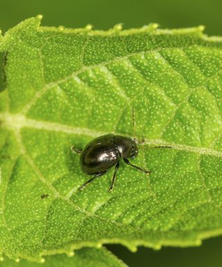 Flea Beetle on a leaf