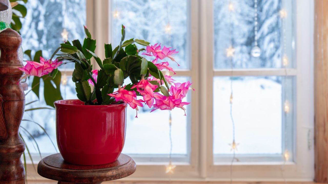 Potted Christmas cactus in front of a snowy window