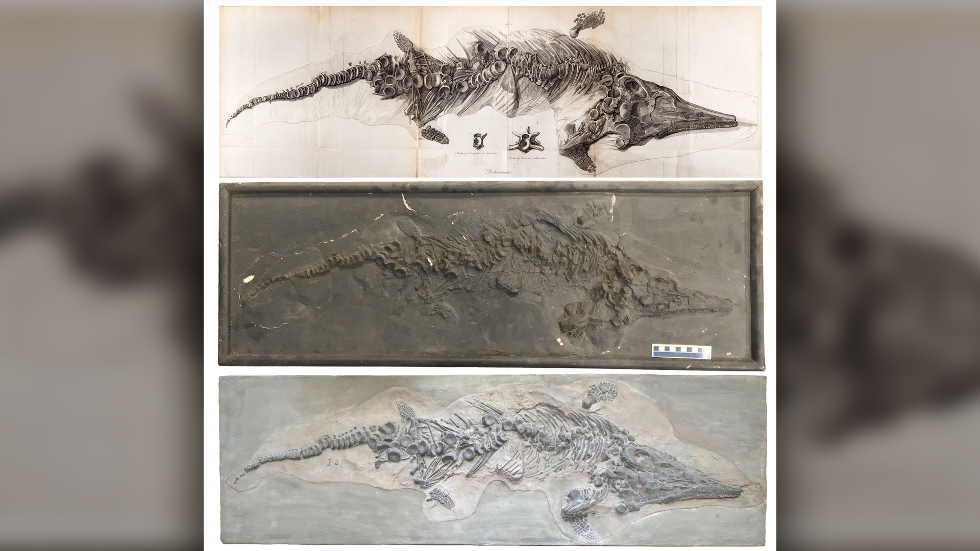 Top to bottom: The original illustration of the Lyme Regis ichthyosaur skeleton, the Yale cast and the more highly detailed Berlin cast.