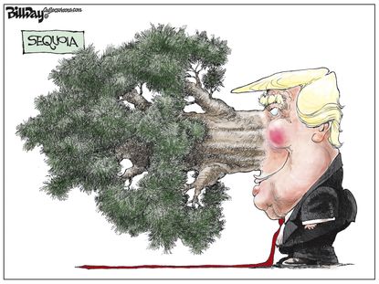Political Cartoon U.S. Trump Lying Pinocchio Sequoia Tree