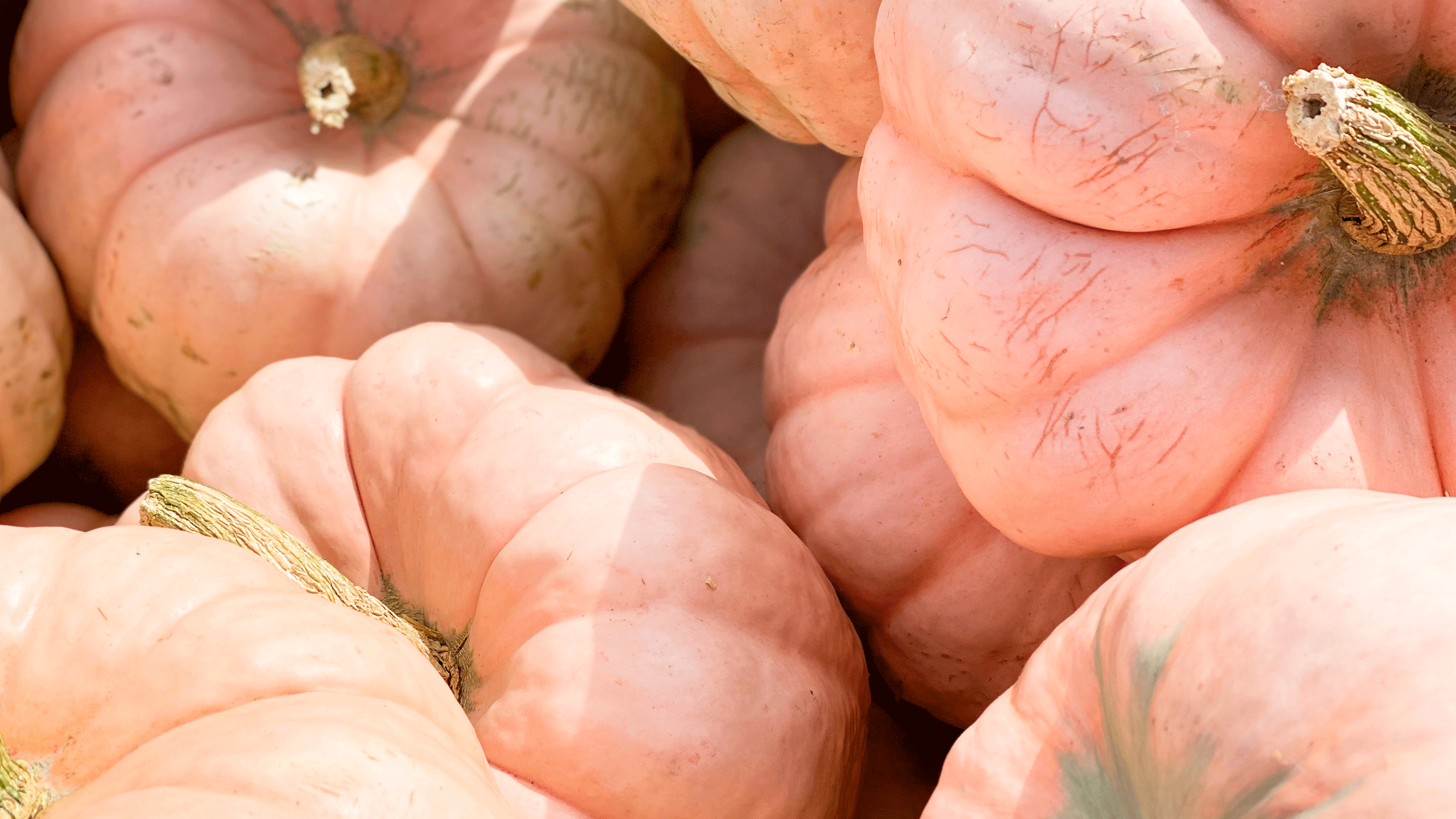 pink porcelain doll pumpkins