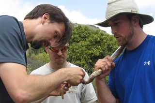 Researcher Rulon Clark marks a speckled rattlesnake that is in a tube for safety.