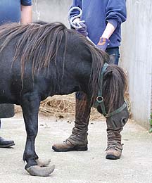 overgrown-hooves3.jpg