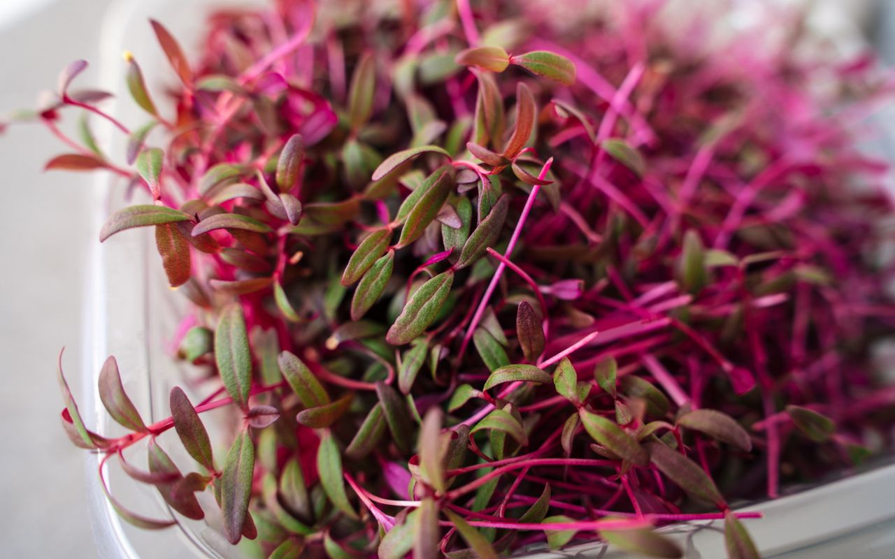 Amaranth with purple leaves grown as a microgreen