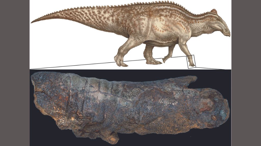 illustration of a duckbill dinosaur paired with a photo of a fossilized foot of a duckbill dinosaur