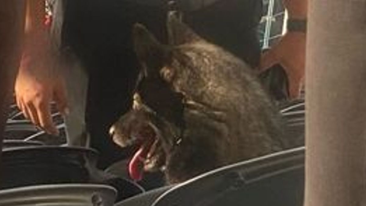 A dog sat in a stadium seat, watching a concert