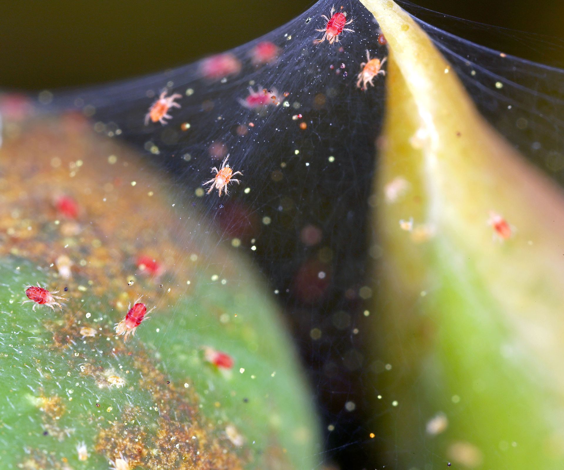 spider mites on webbing hanging from Thanksgiving cactus