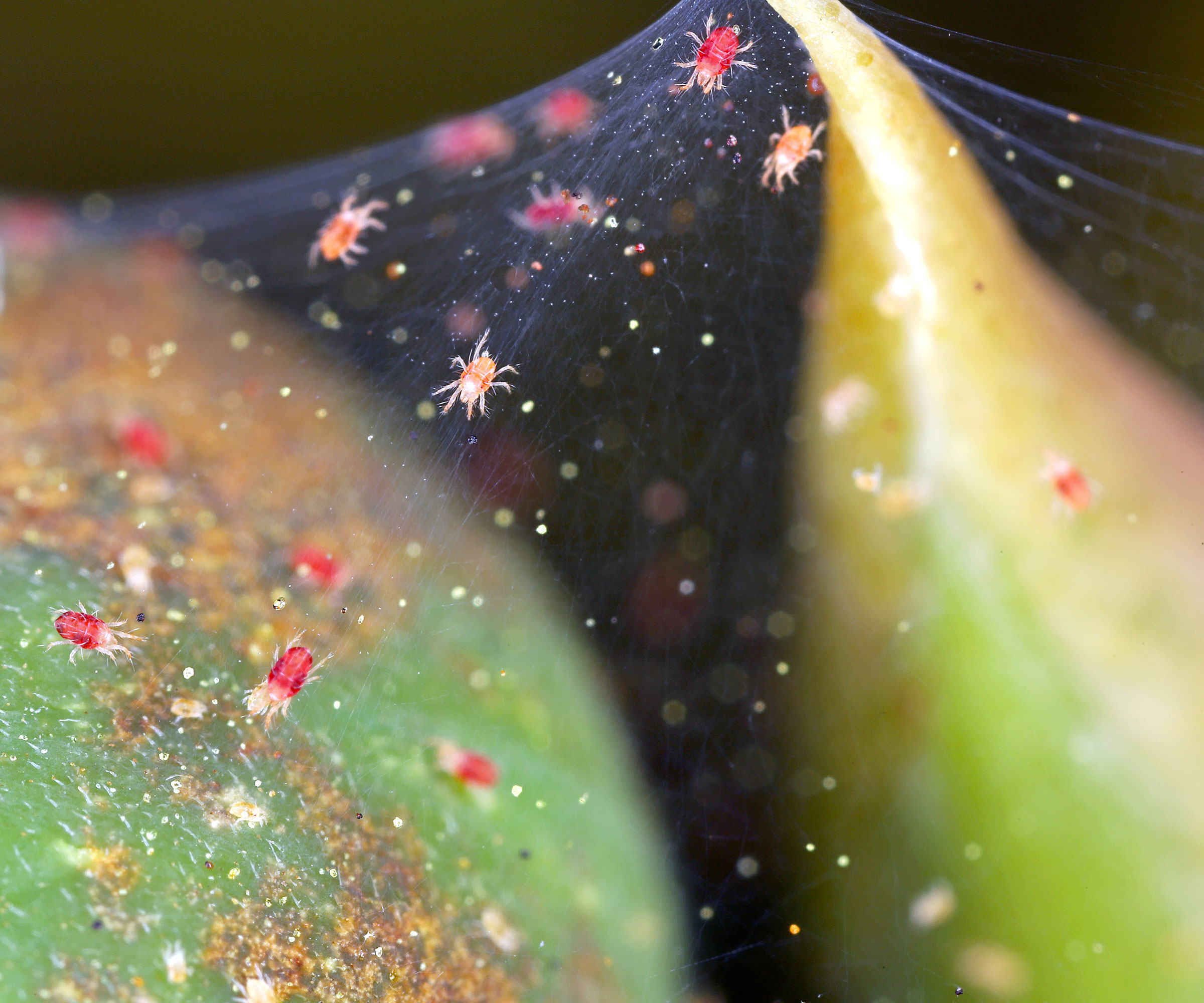 spider mites on webbing hanging from Thanksgiving cactus