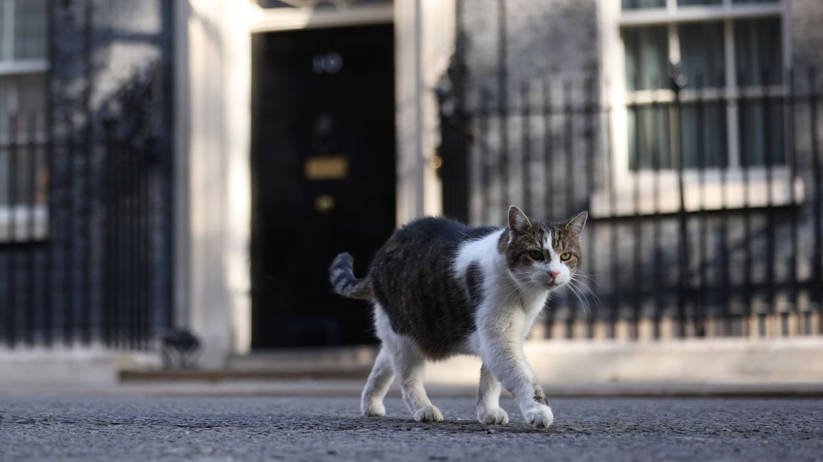 Larry the cat: how chief mouser 'won the nation's hearts'