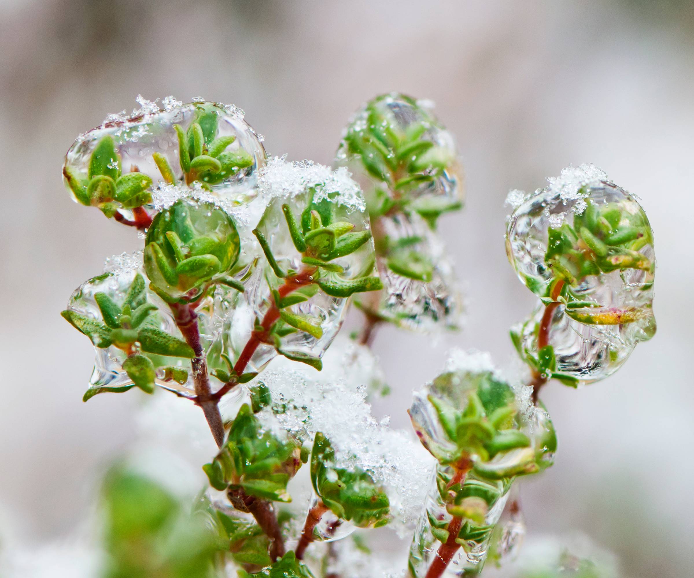 Close up of a thyme plant coated in ice