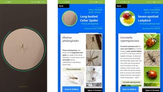 Insect Identifier