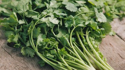 Close-up of coriander leaves on table - stock photo CDC issues warning for Salmonella outbreak