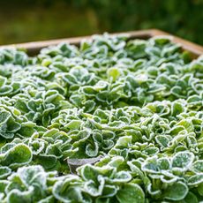 hardy winter greens growing in a raised bed
