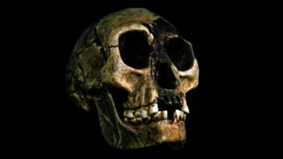 A skull of Homo floresiensis, a species nicknamed hobbits