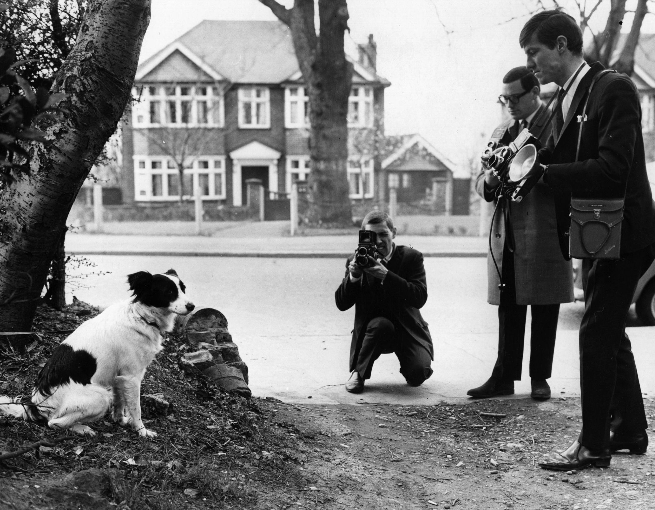 Photographers take photographs of Pickles, the dog who sniffed out the missing Jules Rimet World Cup Trophy, which had been stolen from the National Stamp Exhibition a week earlier, 28th March 1966. Pickles is posing near the spot where he found the trophy, in Beulah Hill, Norwood, South London.