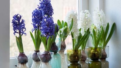 flowering white and blue hyacinths in bulb forcing vases along a windowsill indoors