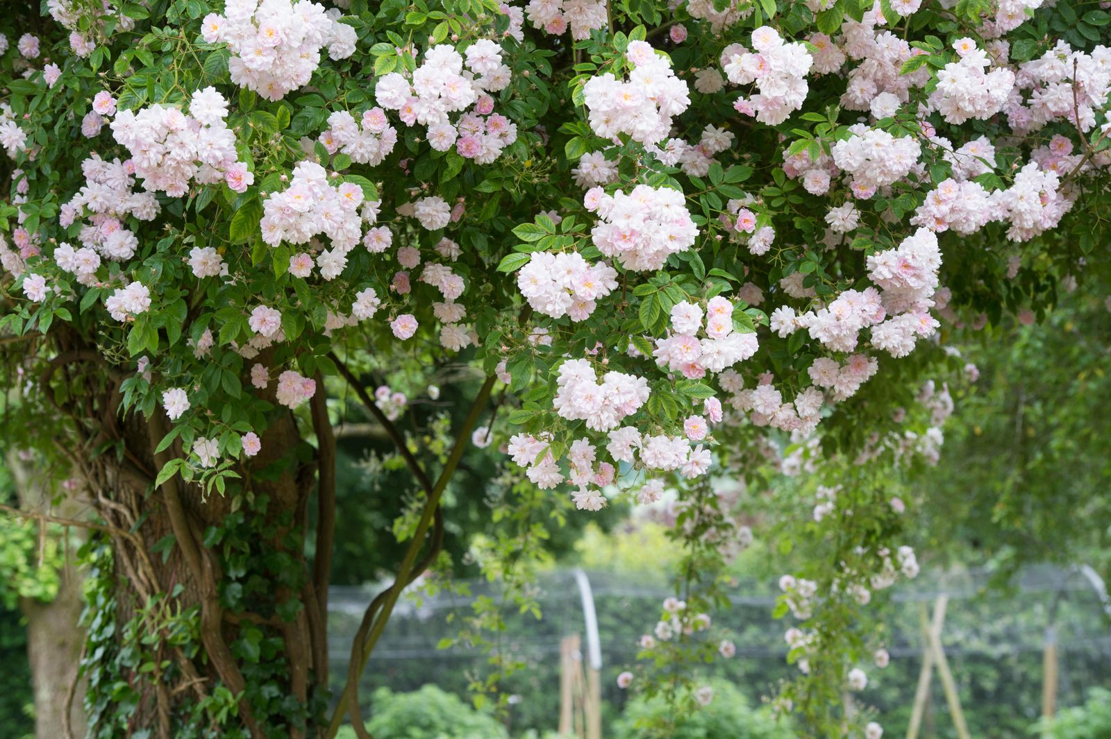 Best Rambling Roses Ever It’s time to prune your rambling roses. Here’s Monty Don’s advice ...