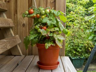 A tomato plant in an orange pot