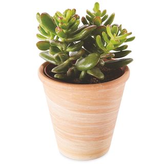 succulents plant pot