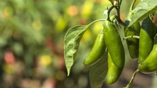 Green jalapeno peppers growing on the vine